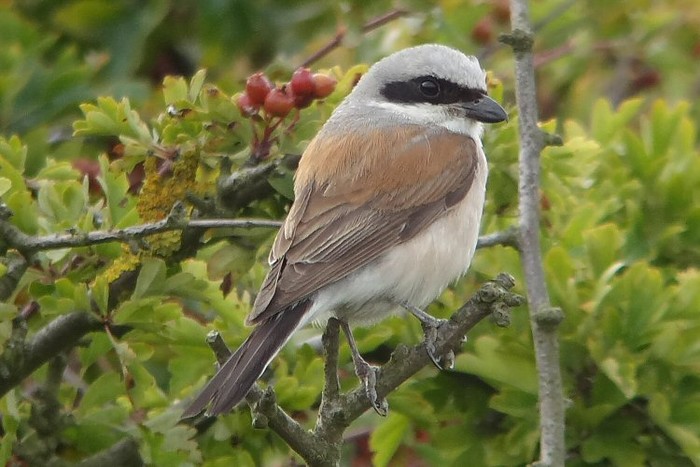 Red-backed Shrike