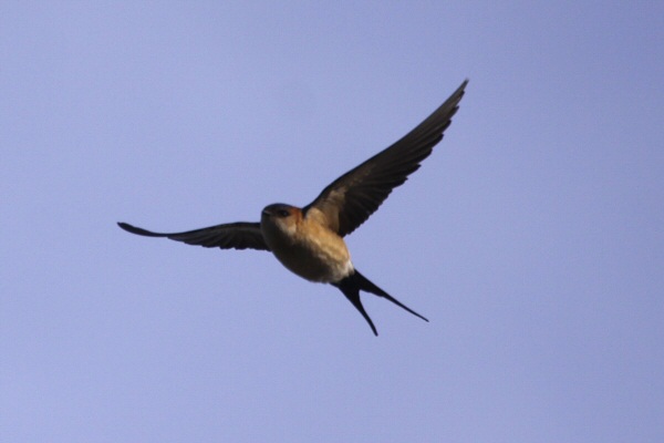 Red-rumped Swallow