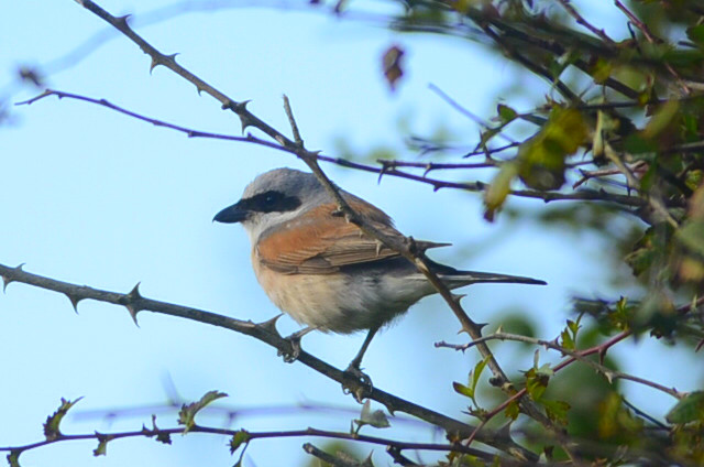 Red-backed Shrike