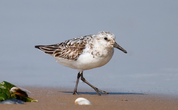 Sanderling