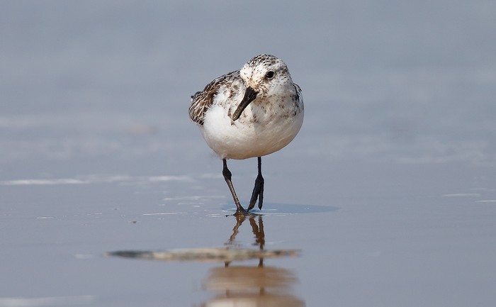 Sanderling
