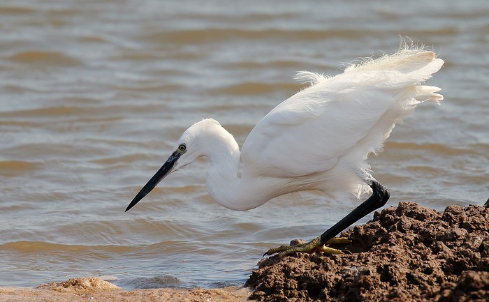 Little Egret