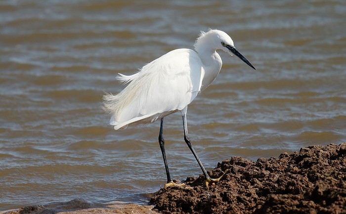 Little Egret