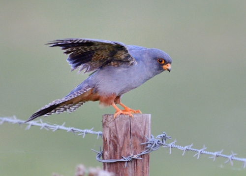 Red-footed Falcon