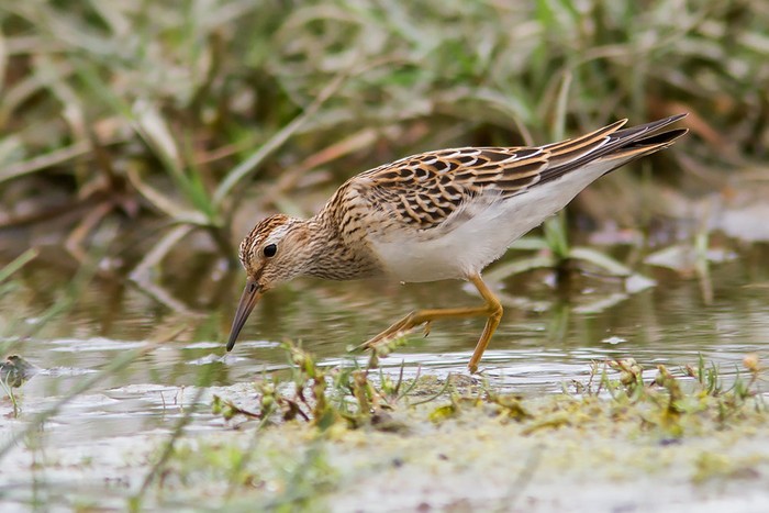 Pectoral Sandpiper