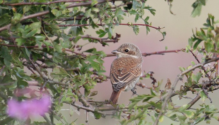 Red-backed Shrike