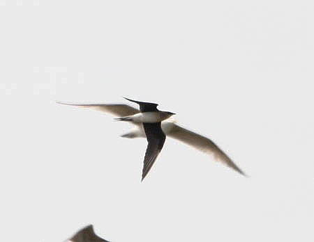 Black-winged Pratincole