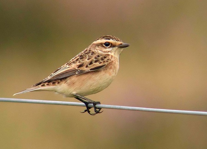 Whinchat