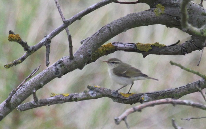 Greenish Warbler