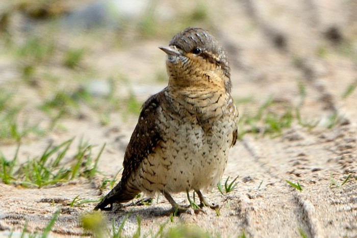 Wryneck