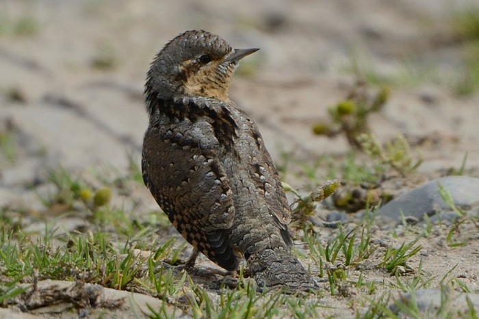 Wryneck
