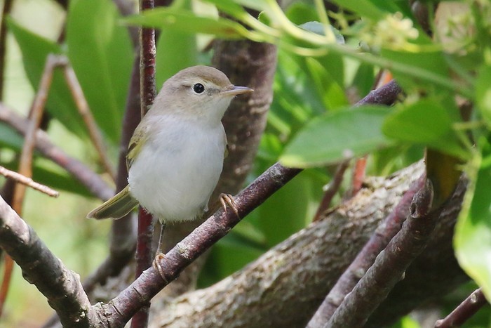 Western Bonelli's Warbler