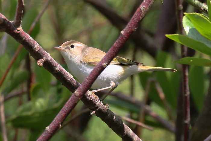 Western Bonelli's Warbler