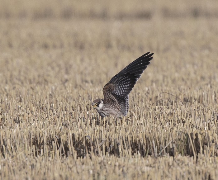 Red-footed Falcon