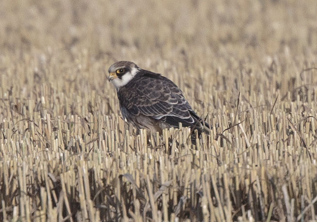 Red-footed Falcon