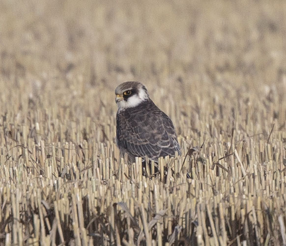 Red-footed Falcon