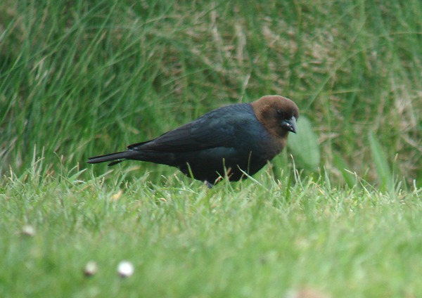 Brown-headed Cowbird