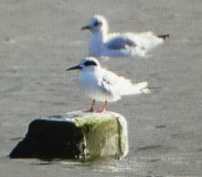 Forster's Tern
