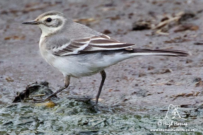 Citrine Wagtail