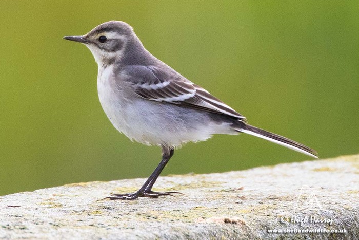 Citrine Wagtail