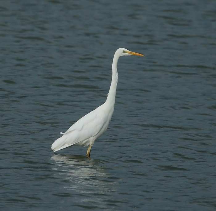 Great White Egret