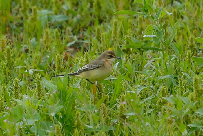Yellow Wagtail
