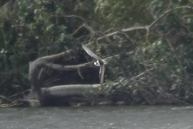 White-winged Black Tern