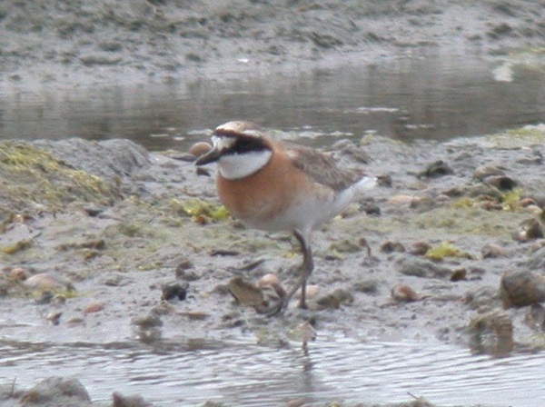 Mongolian Sand Plover