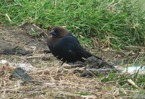 Brown-headed Cowbird