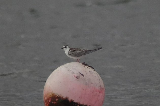 White-winged Black Tern