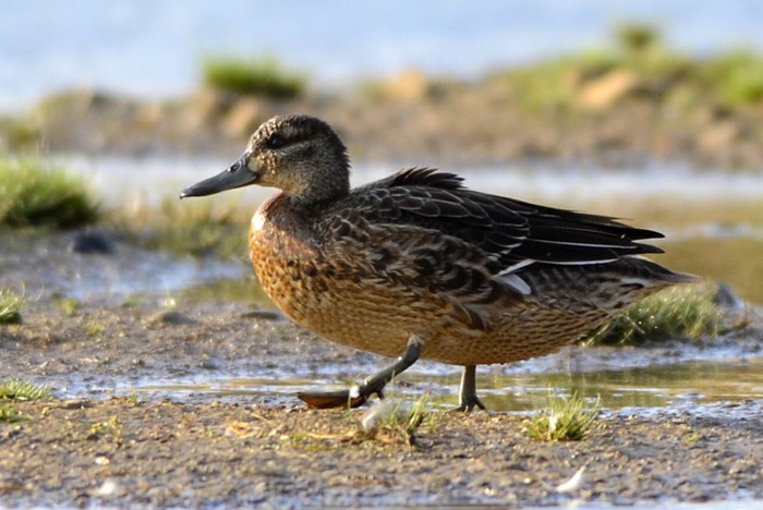 Garganey