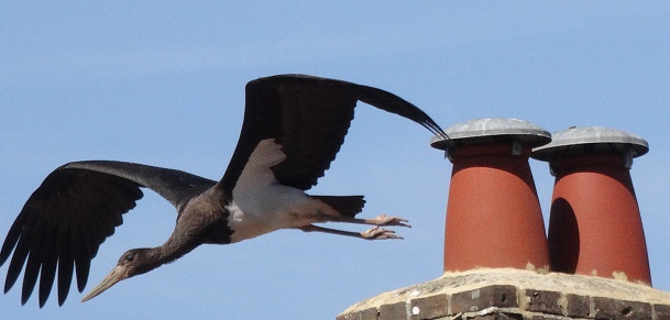 Black Stork