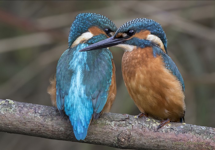 Kingfisher