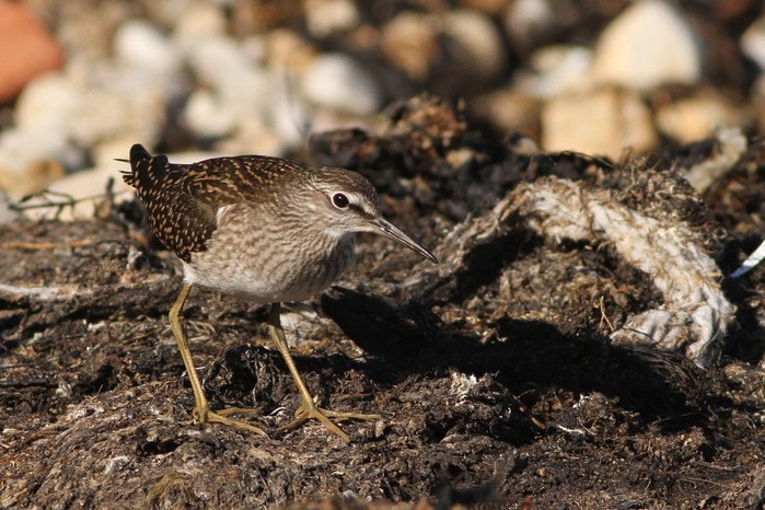 Wood Sandpiper