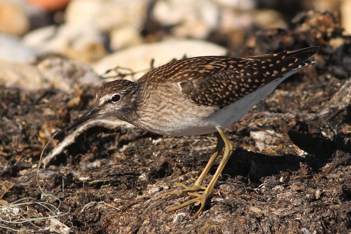 Wood Sandpiper