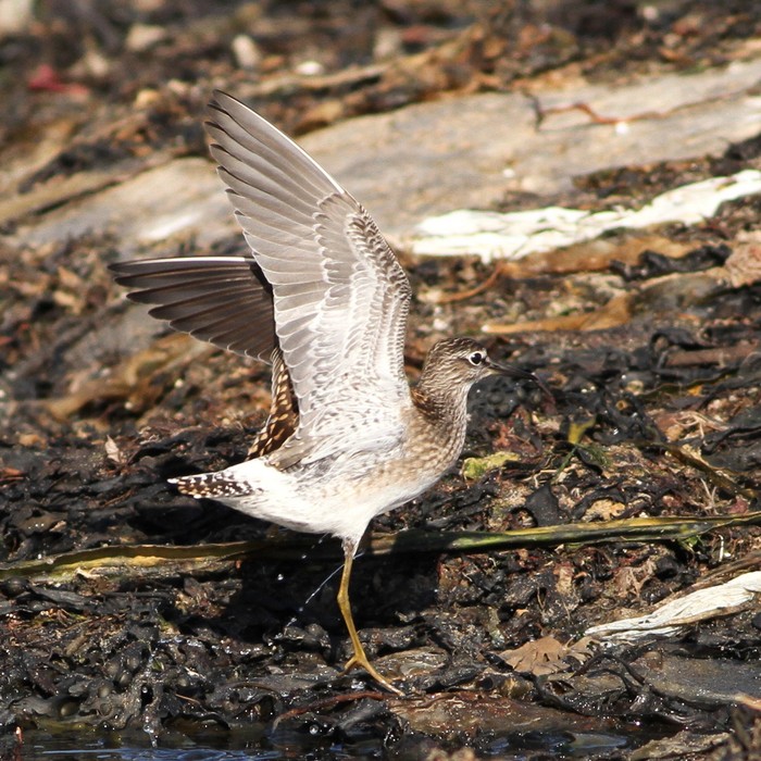 Wood Sandpiper