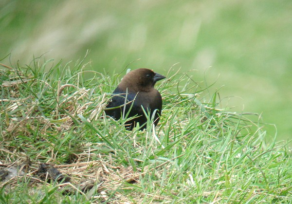 Brown-headed Cowbird