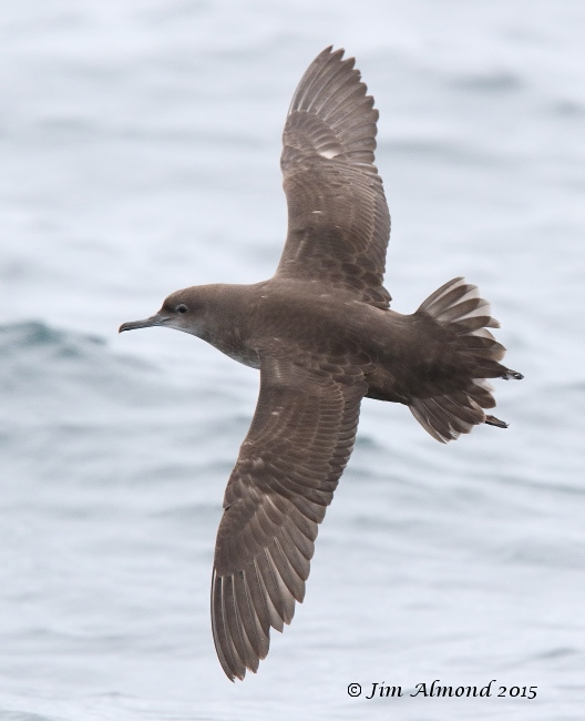 Balearic Shearwater