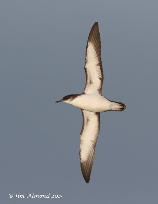 Manx Shearwater