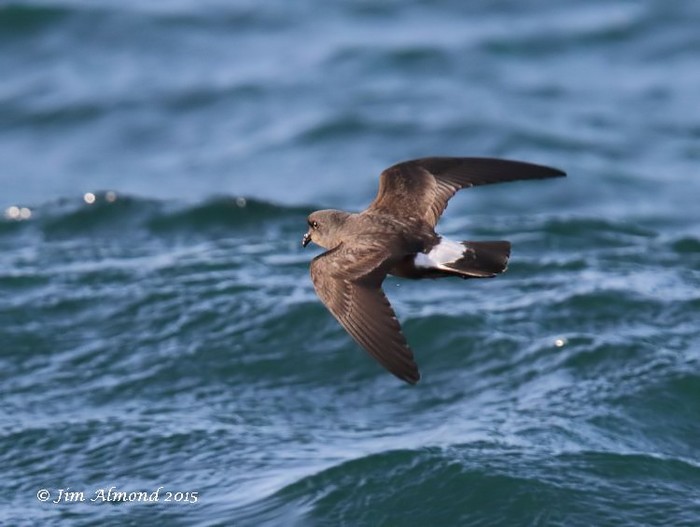 Storm Petrel