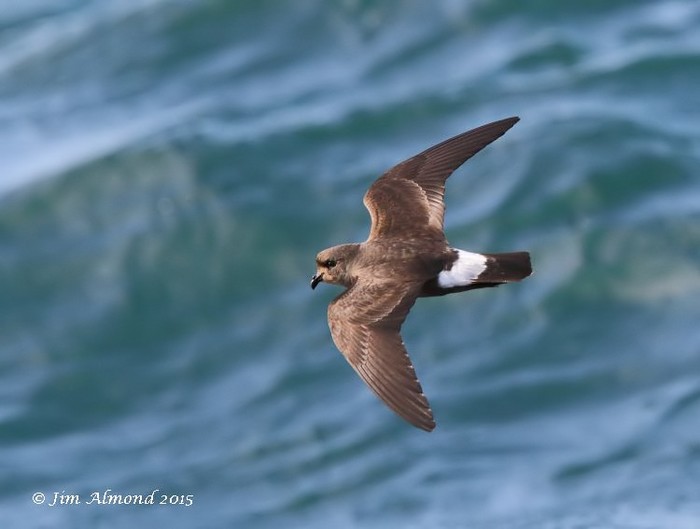 Storm Petrel