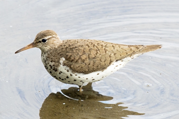 Spotted Sandpiper