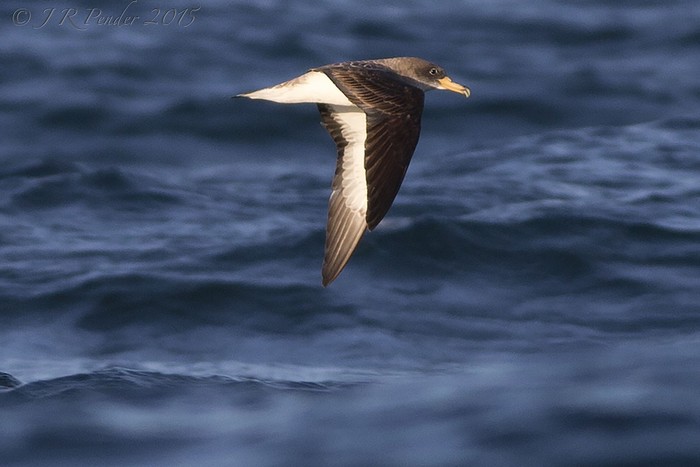 Cory's Shearwater
