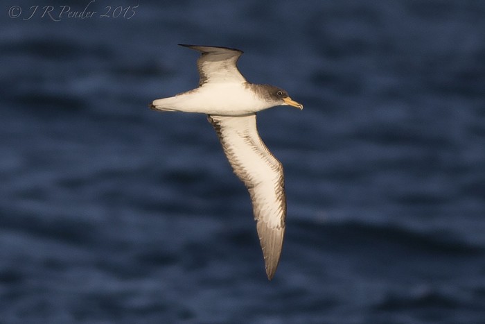 Cory's Shearwater