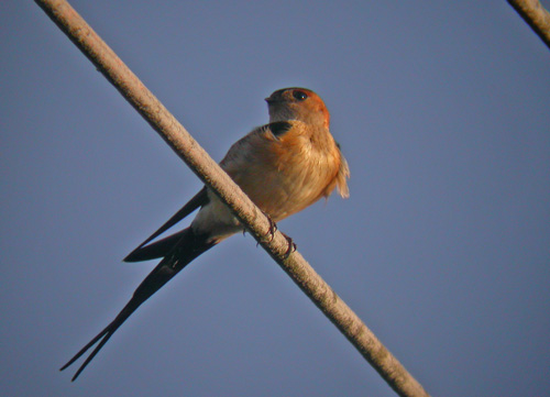 Red-rumped Swallow
