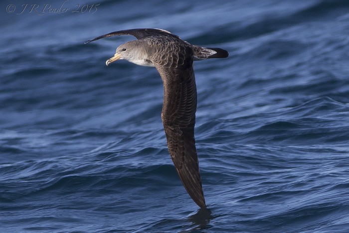 Cory's Shearwater