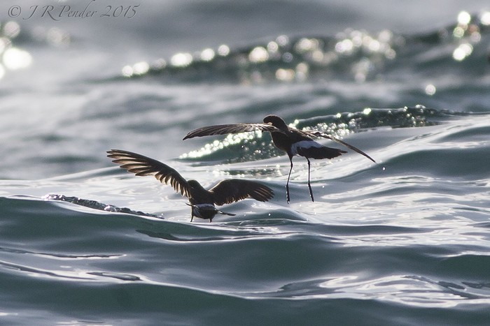 Wilson's Petrel