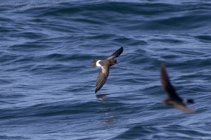 Wilson's Petrel