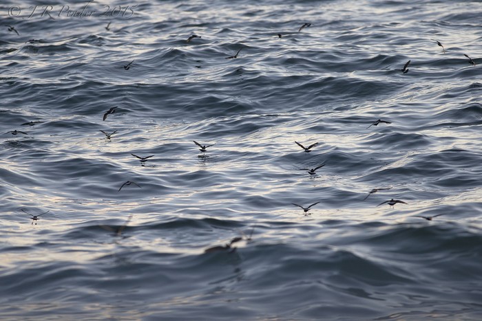 Storm Petrel