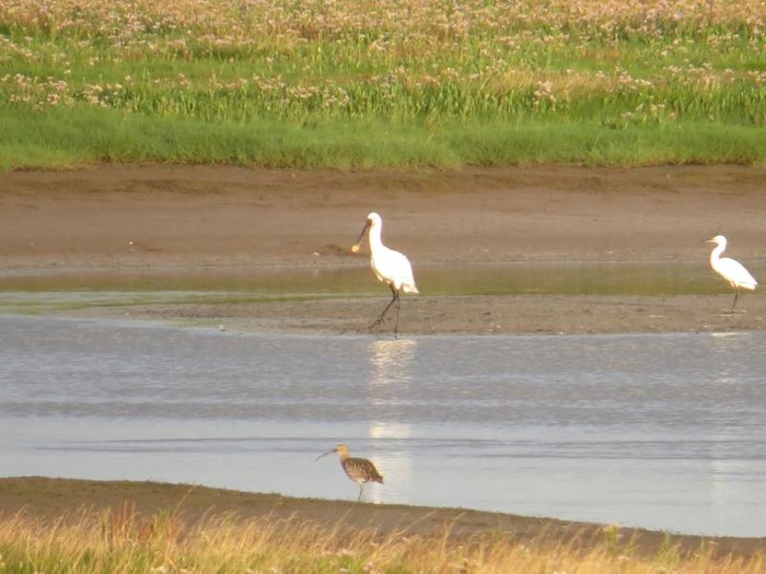 Spoonbill